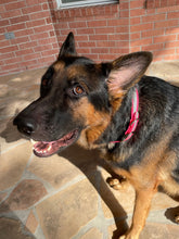 Load image into Gallery viewer, Hot Pink Reflective Dog Collar 1" Wide with D-Ring Connector