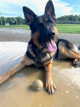 Load image into Gallery viewer, The World’s Toughest Dog Ball - Standard Size