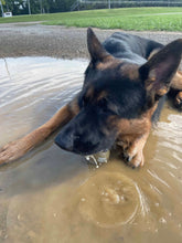 Load image into Gallery viewer, The World’s Toughest Dog Ball - Standard Size