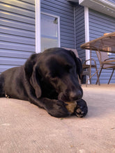 Load image into Gallery viewer, The World’s Toughest Dog Ball - Standard Size