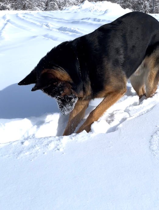 Tuff Ruffer balls are perfect in the snow!